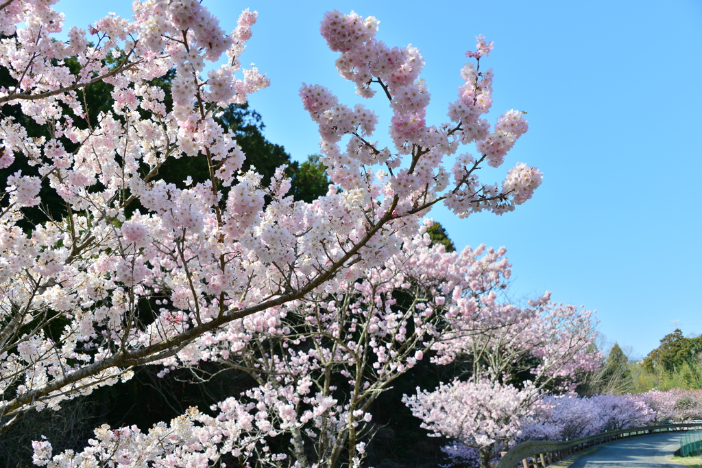 桜道