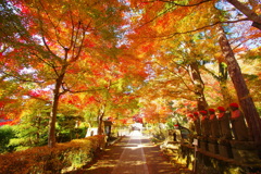 紅葉の参道