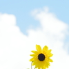 ひまわり