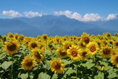 ひまわり畑と夏山