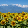 ひまわり畑と夏山
