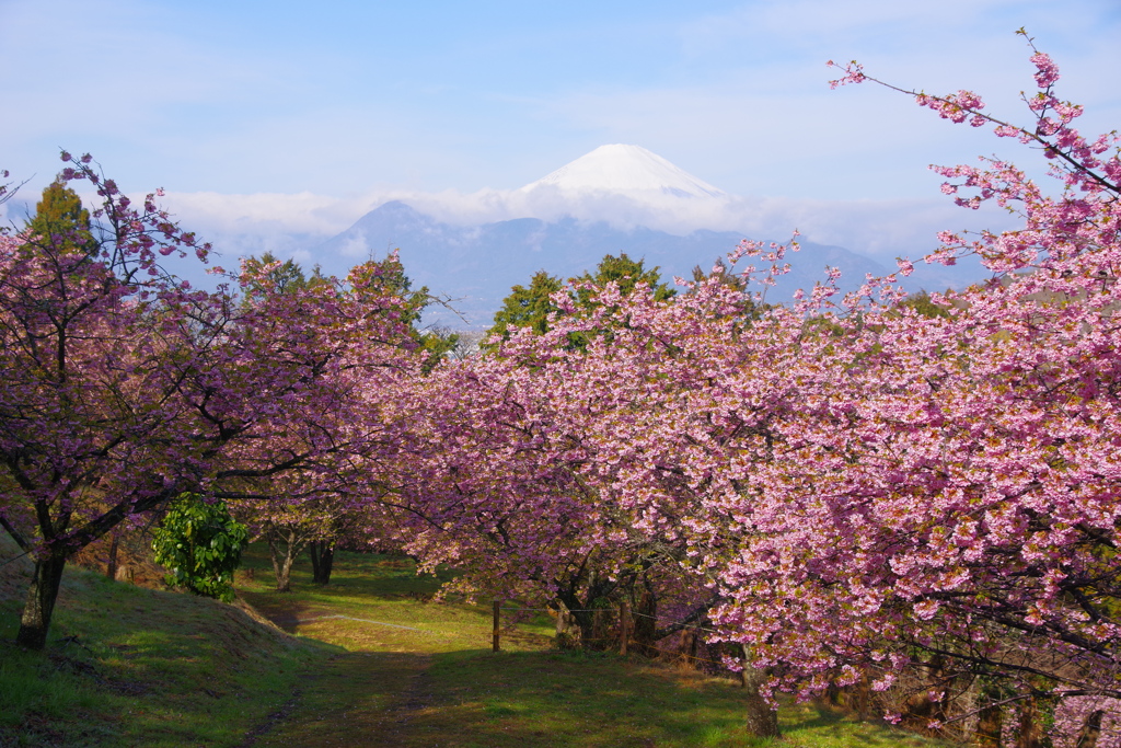 河津桜と富士