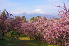 河津桜と富士