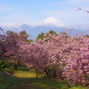 河津桜と富士