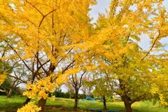 イチョウの公園