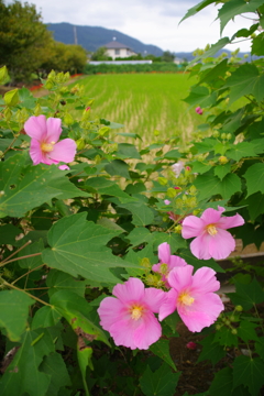 酔芙蓉の里