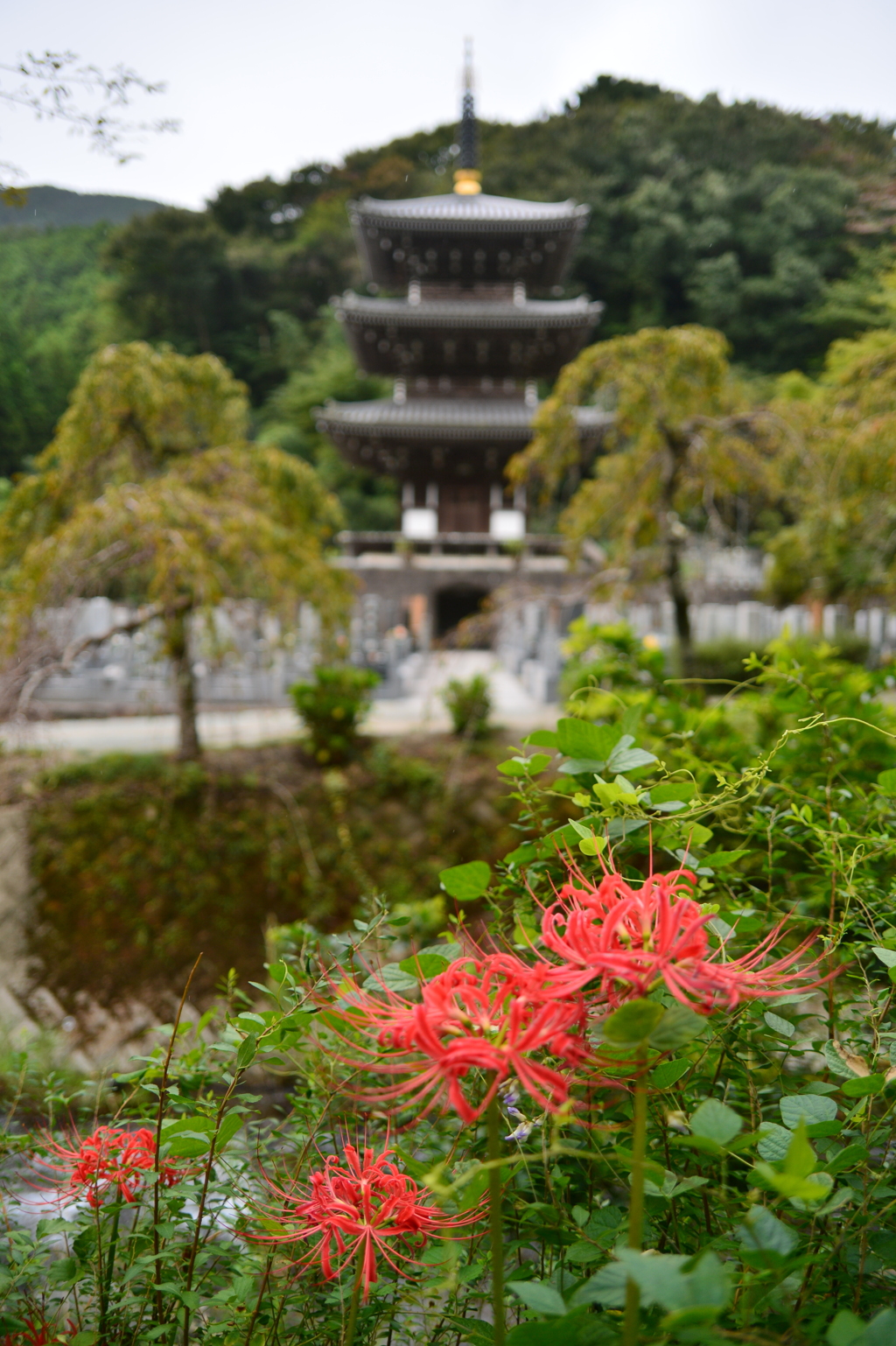 寺の秋