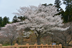 川べりの桜