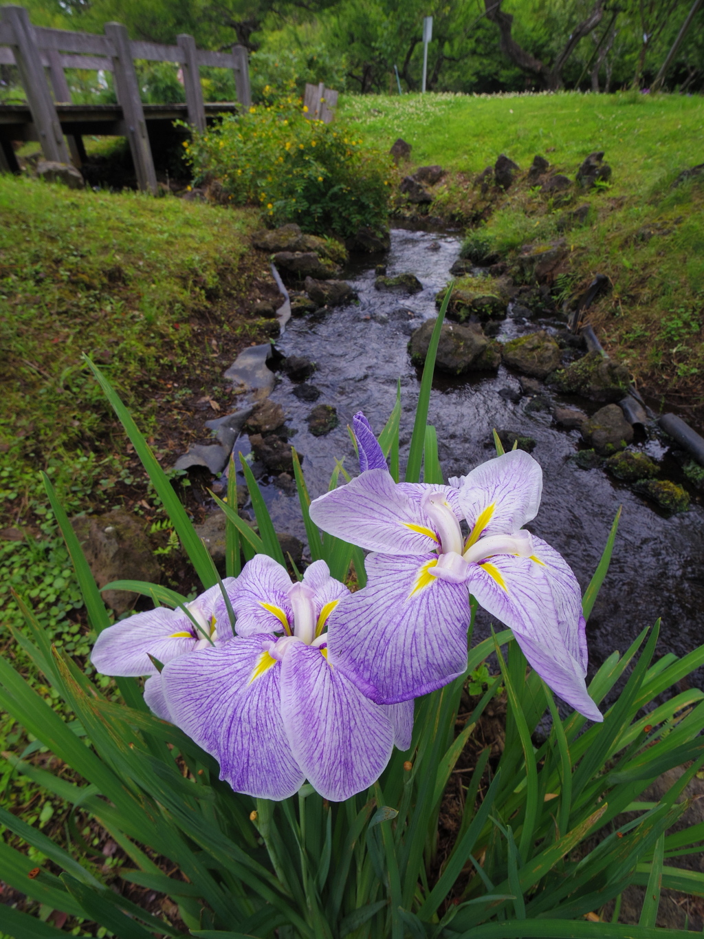 渓流に咲く
