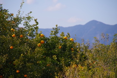 里の早春