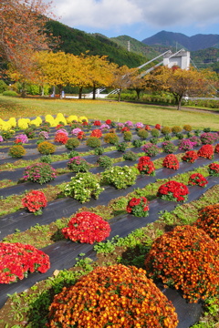 公園の秋