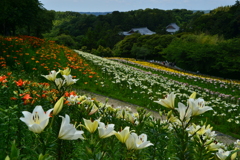 ゆりの風景