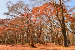 秋の雑木林