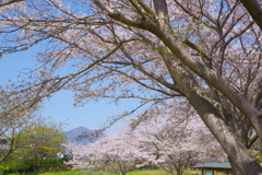 さくらの風景