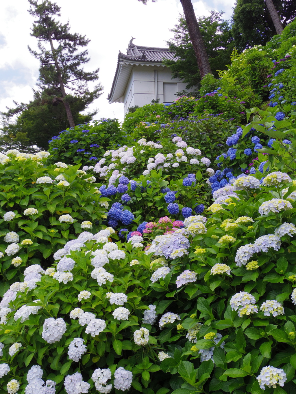 あじさいの城