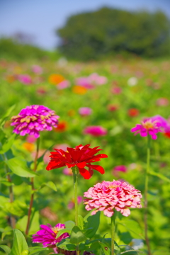 ダリア