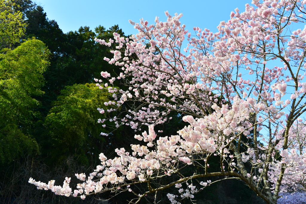 桜