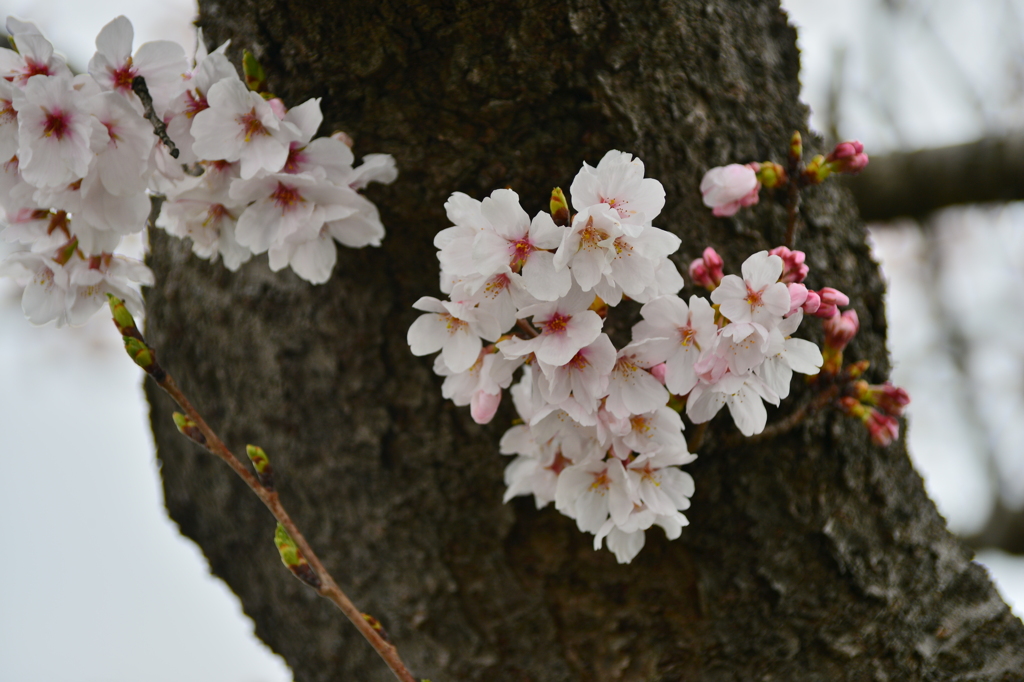 桜