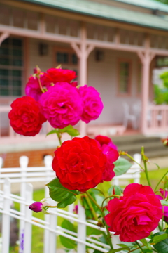 屋敷の薔薇