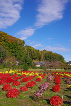 秋空のもと