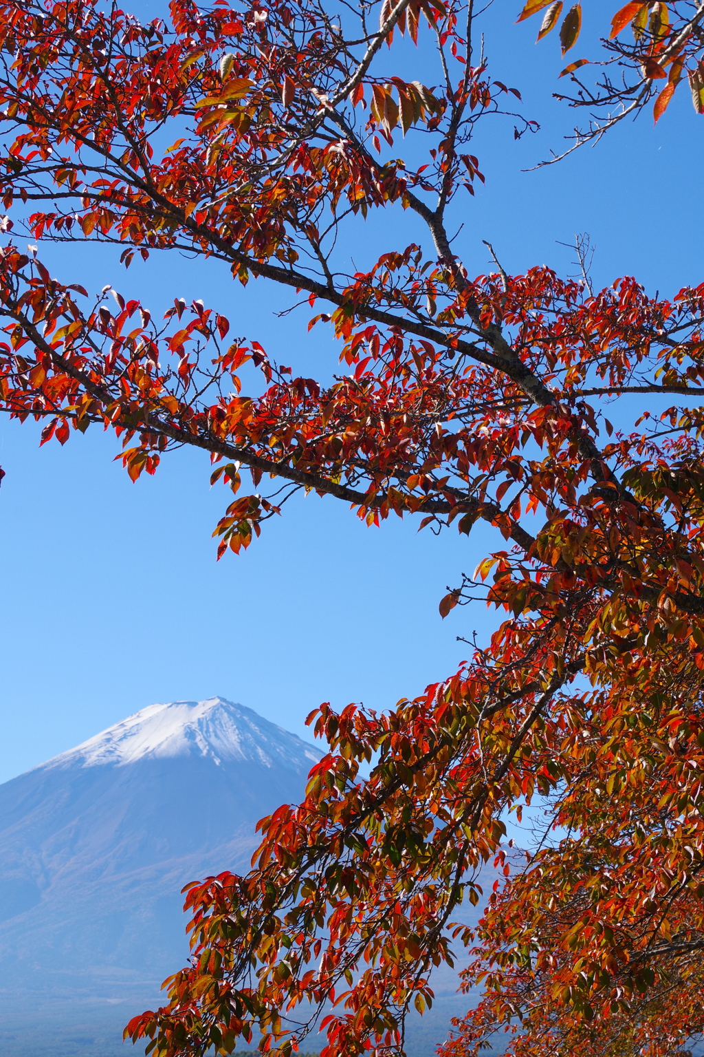 秋の富士