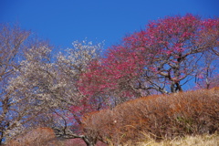 紅梅白梅