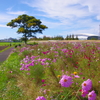 秋空の公園