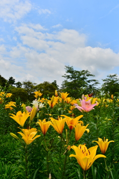 初夏の空