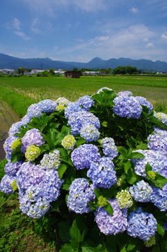 初夏の里山