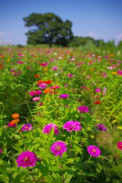 百日草の公園