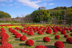 里山のざる菊