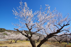 早春の白梅