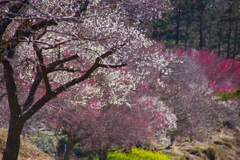 夢の宴
