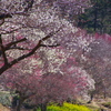 夢の宴