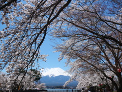 桜の向こうの富士