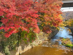 川沿いの紅葉
