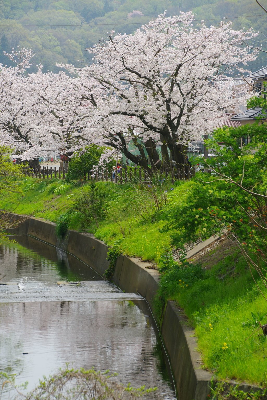 小川の桜