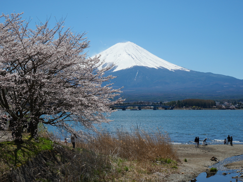 湖畔の富士と桜