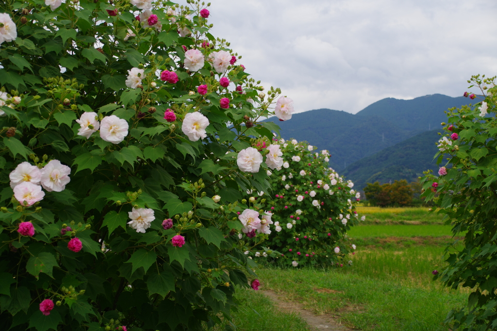 里の酔芙蓉