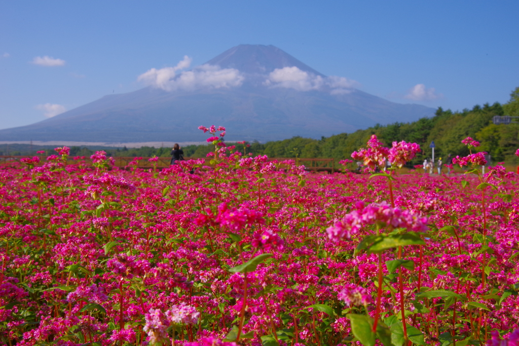 そばの花と富士山