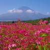 そばの花と富士山