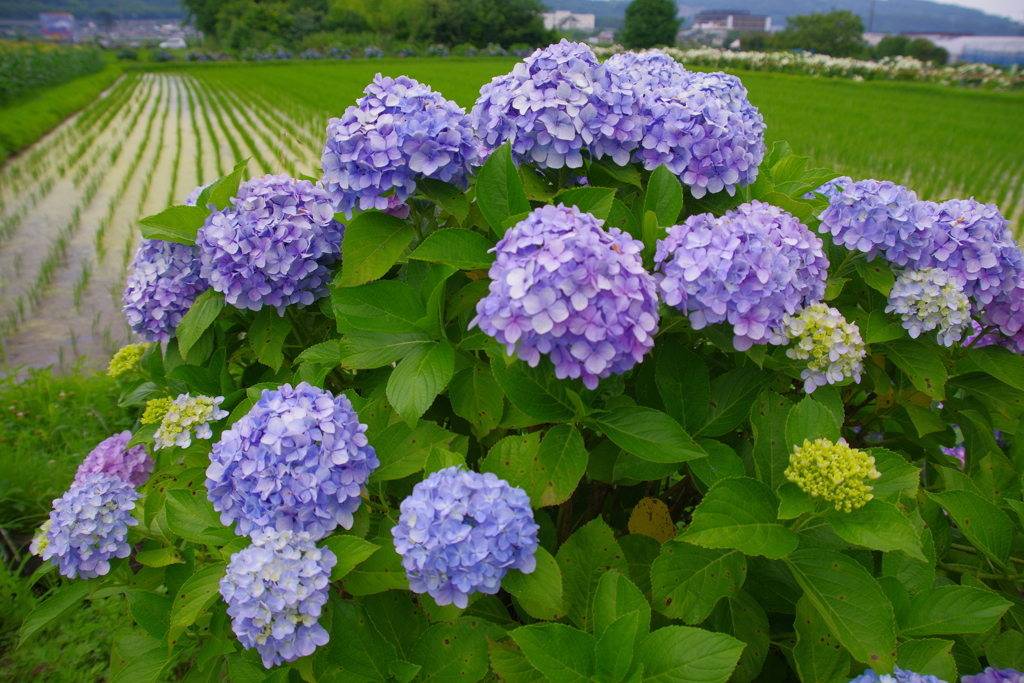 田園