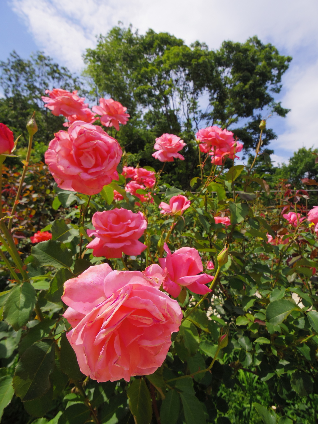 薔薇