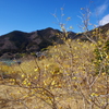 蝋梅の里