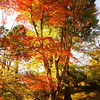 紅葉