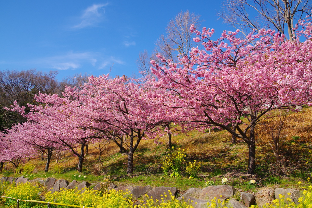 早春の桜