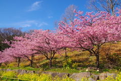 早春の桜