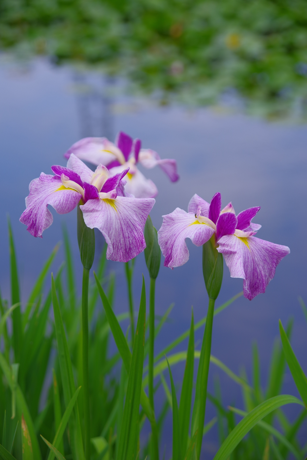 池の菖蒲