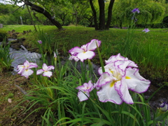 渓流の花菖蒲