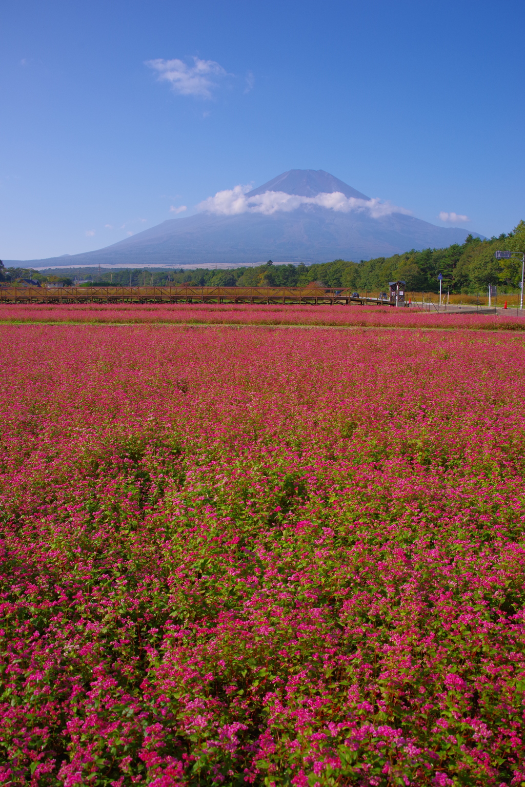 富士山とそばの花